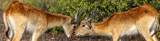 Lechwe Kiss 2 Lechwe Kiss 2